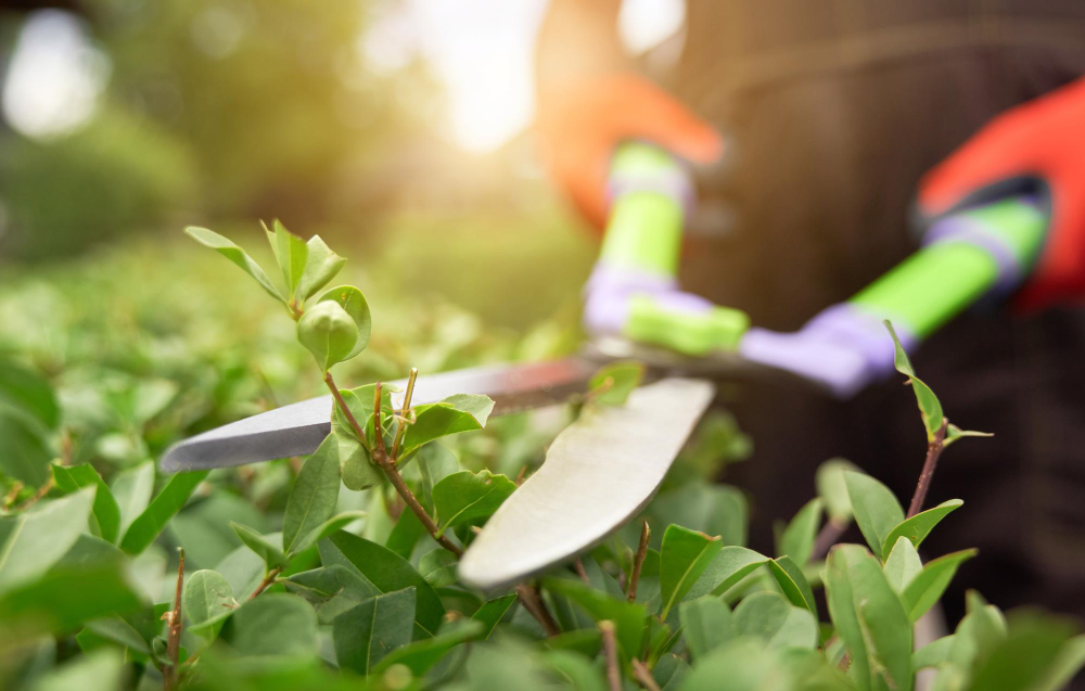 What Are the Benefits of Hiring a Landscaping Company in Vista CA