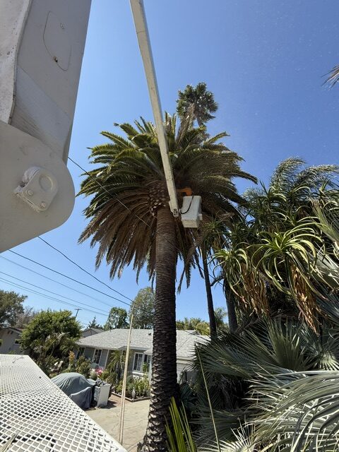 Tree Removal in Vista, CA: Warning Signs & Expert Help | Gutierrez Landscape & Tree Service
