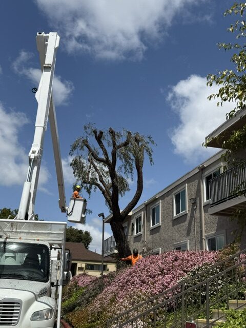 Tree Removal in Vista, CA: Warning Signs & Expert Help | Gutierrez Landscape & Tree Service