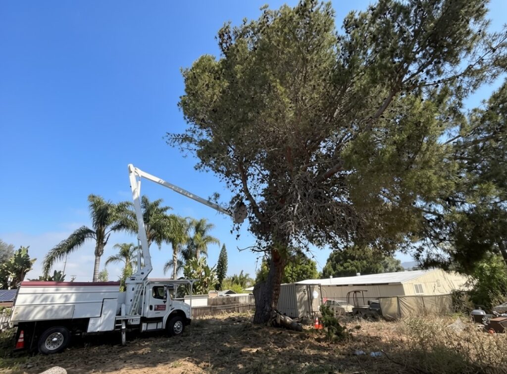 Tree Trimming Cost in Vista, CA | Gutierrez Landscape