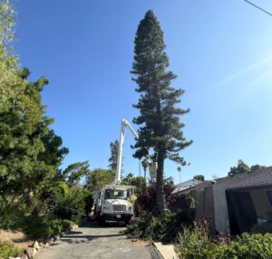 How Much Does Tree Trimming Cost in Vista, CA? A Homeowner’s Guide