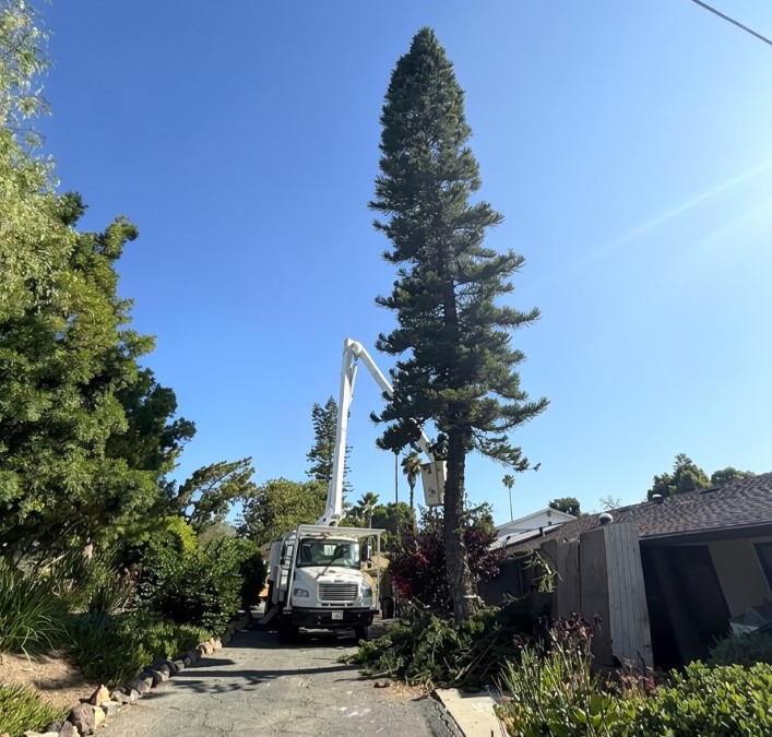 Tree Trimming Cost in Vista, CA | Gutierrez Landscape