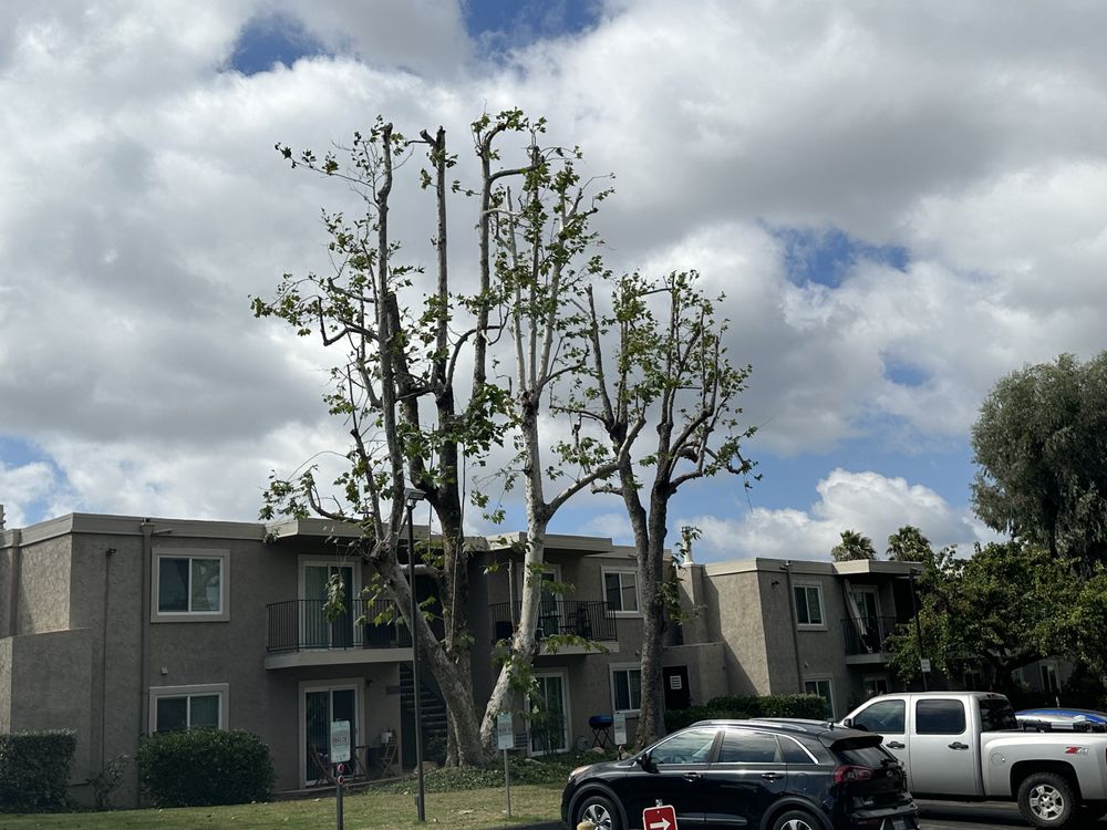Tree Trimming in Vista, CA | Gutierrez Landscape & Tree Service
