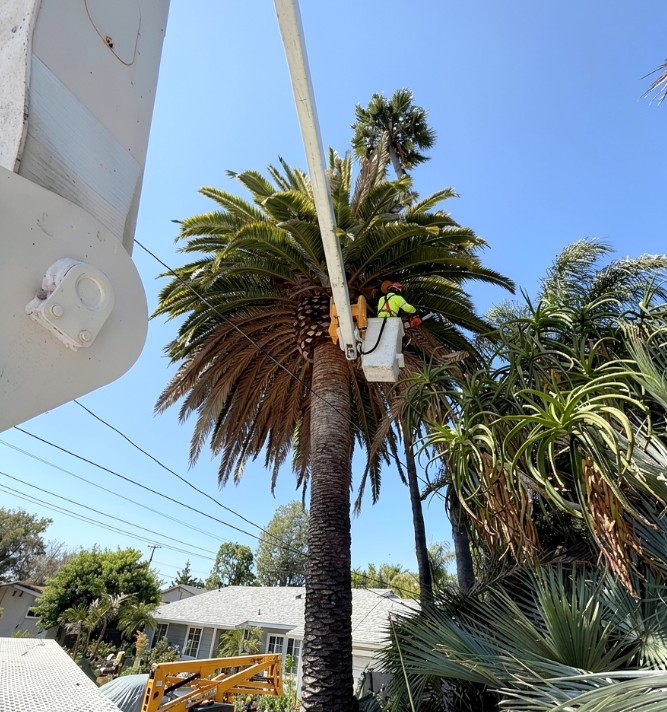 Tree Trimming in Vista, CA | Gutierrez Landscape & Tree Service