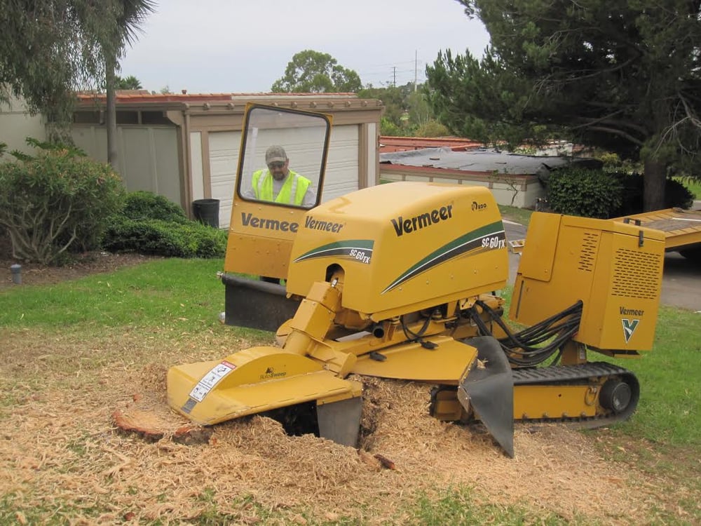 What to Do After Tree Removal in Vista, CA