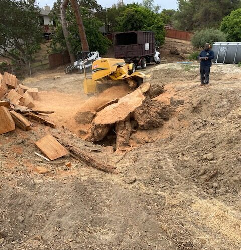 Stump Grinding vs Stump Removal in Vista, CA